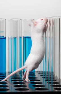 Pre-clinical Toxicology & Study Design